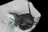 Devil Horned Cyphaspis Walteri Trilobite #89490-3